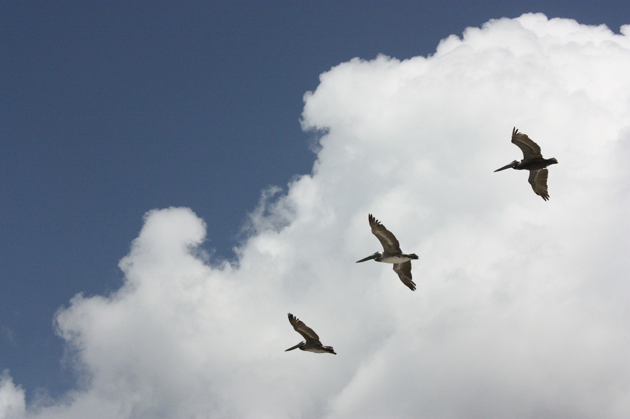 pelicans clouds sky free photo