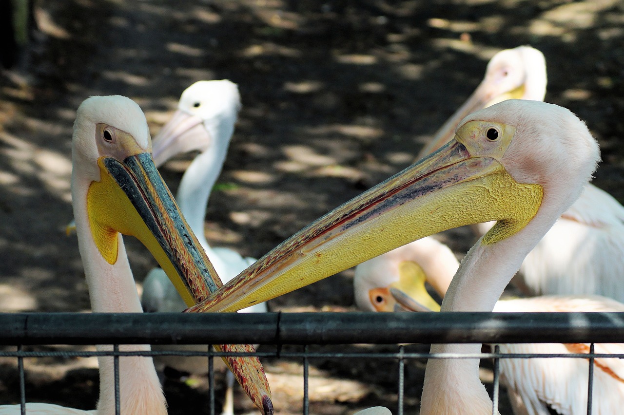 pelicans pelecanus conspicillatus pelican free photo