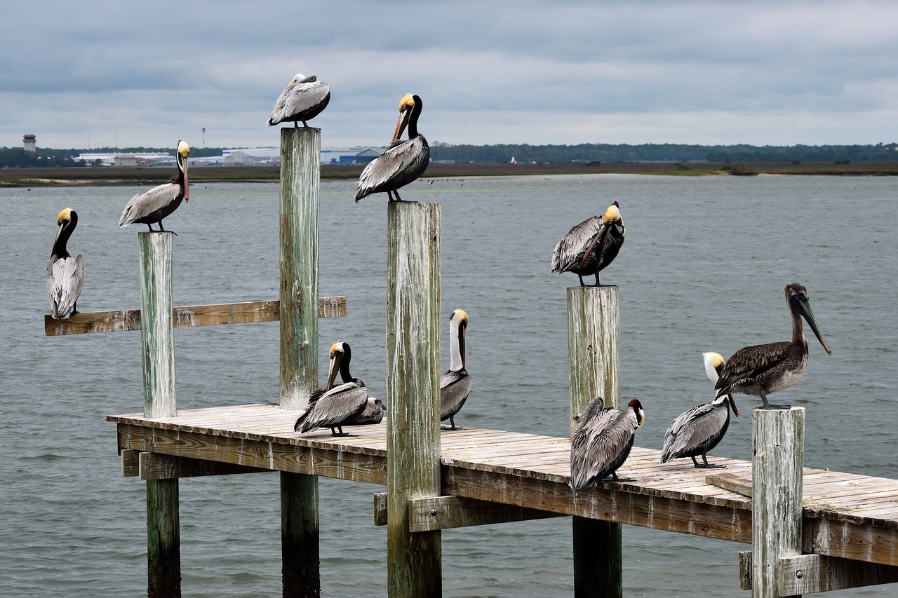 pelicans  birds  avian free photo