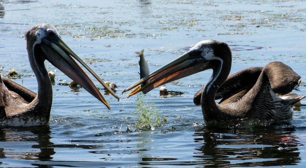 pelicans peru paracas free photo