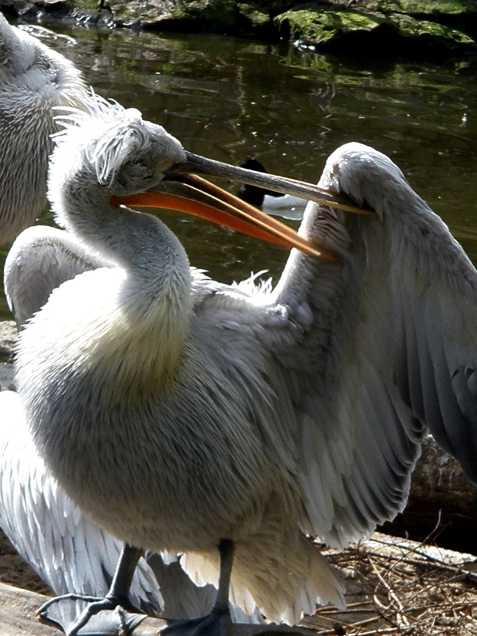 pelicans pelecanidae bird free photo