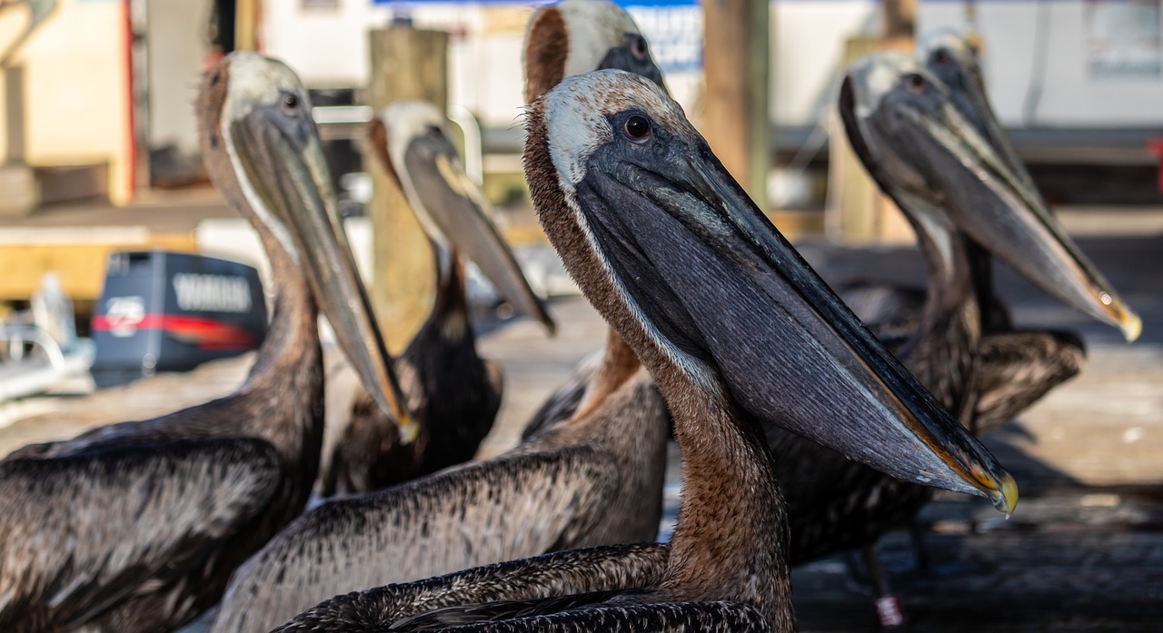 pelicans  pelican  water bird free photo