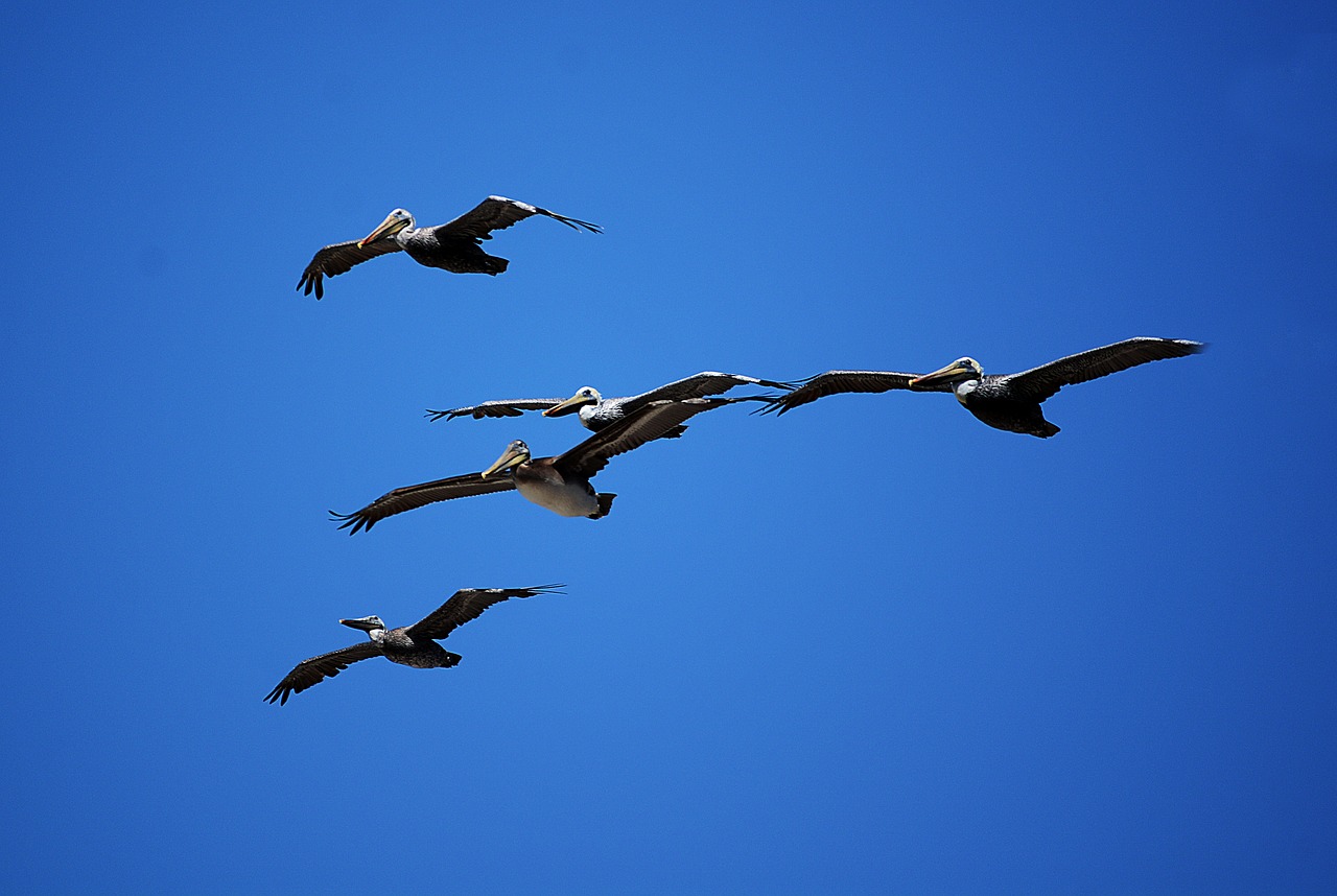 pelicans  flock  birds free photo
