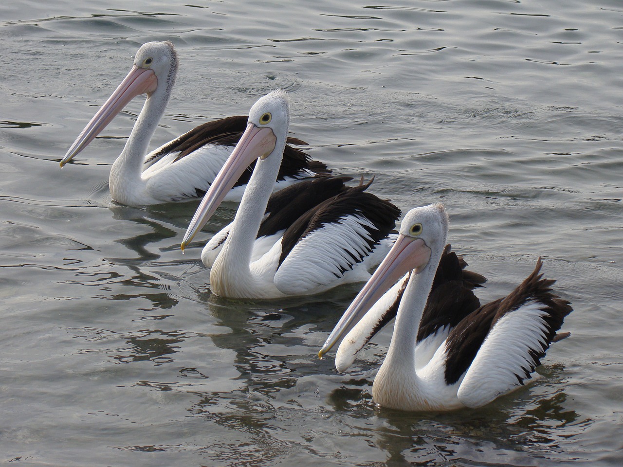 pelicans  sea  wildlife free photo