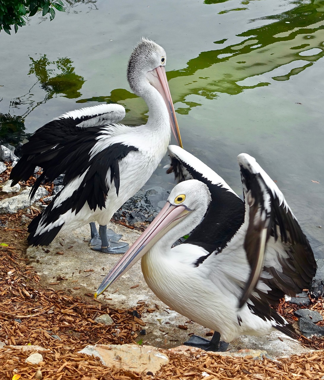 pelicans  birds  waterbirds free photo