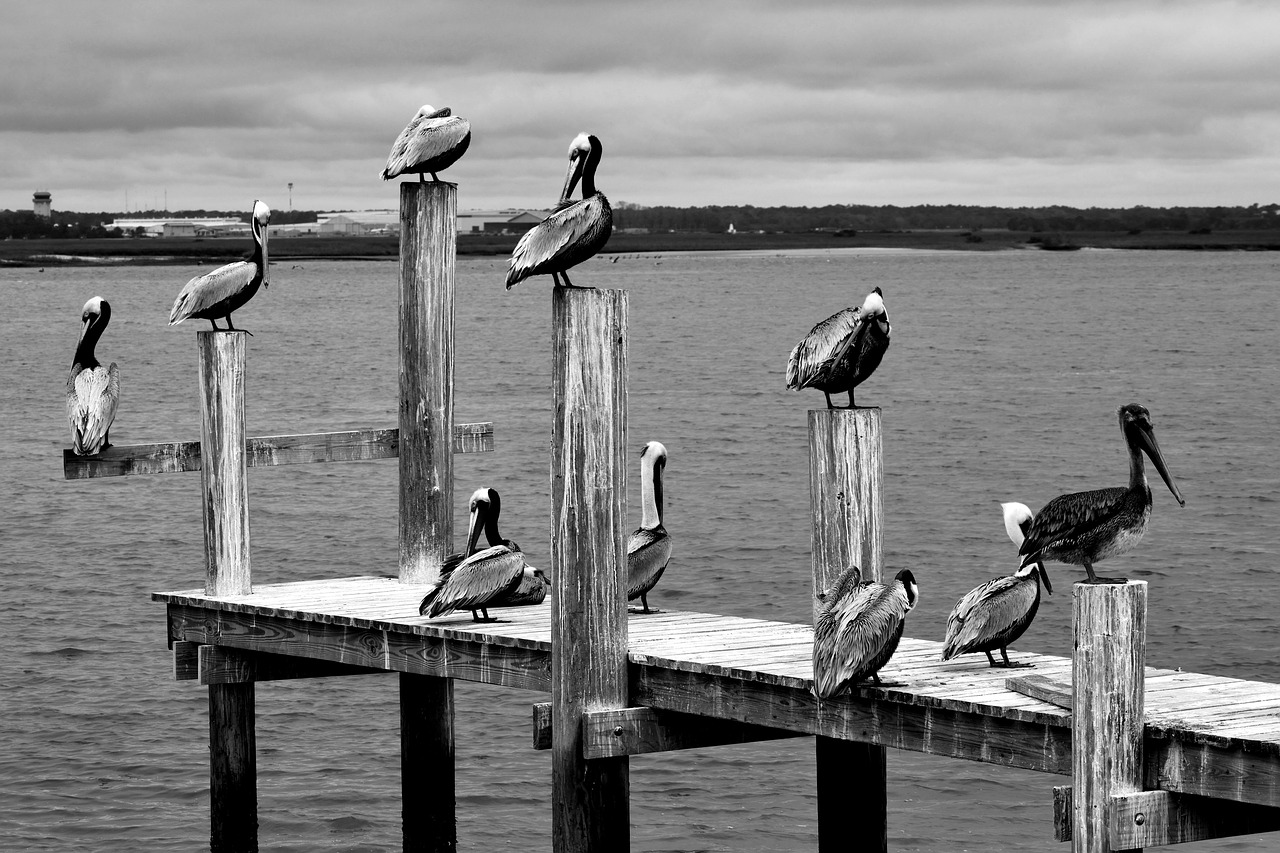 pelicans  wildlife  avian free photo