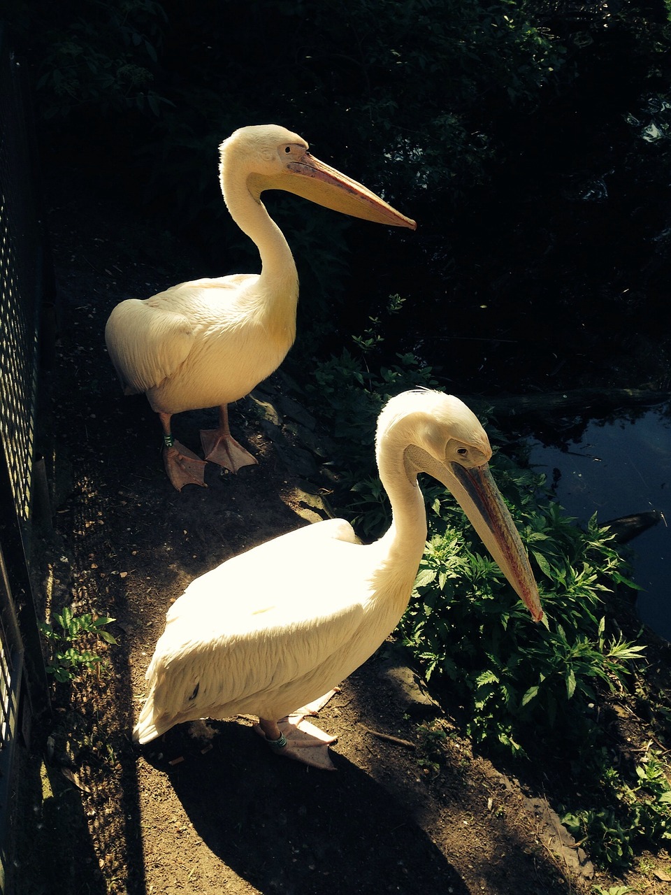 pelicans birds animals free photo
