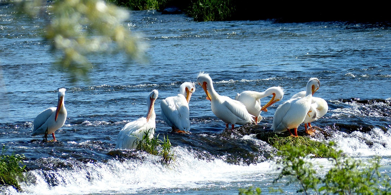 pelicans animals birds free photo