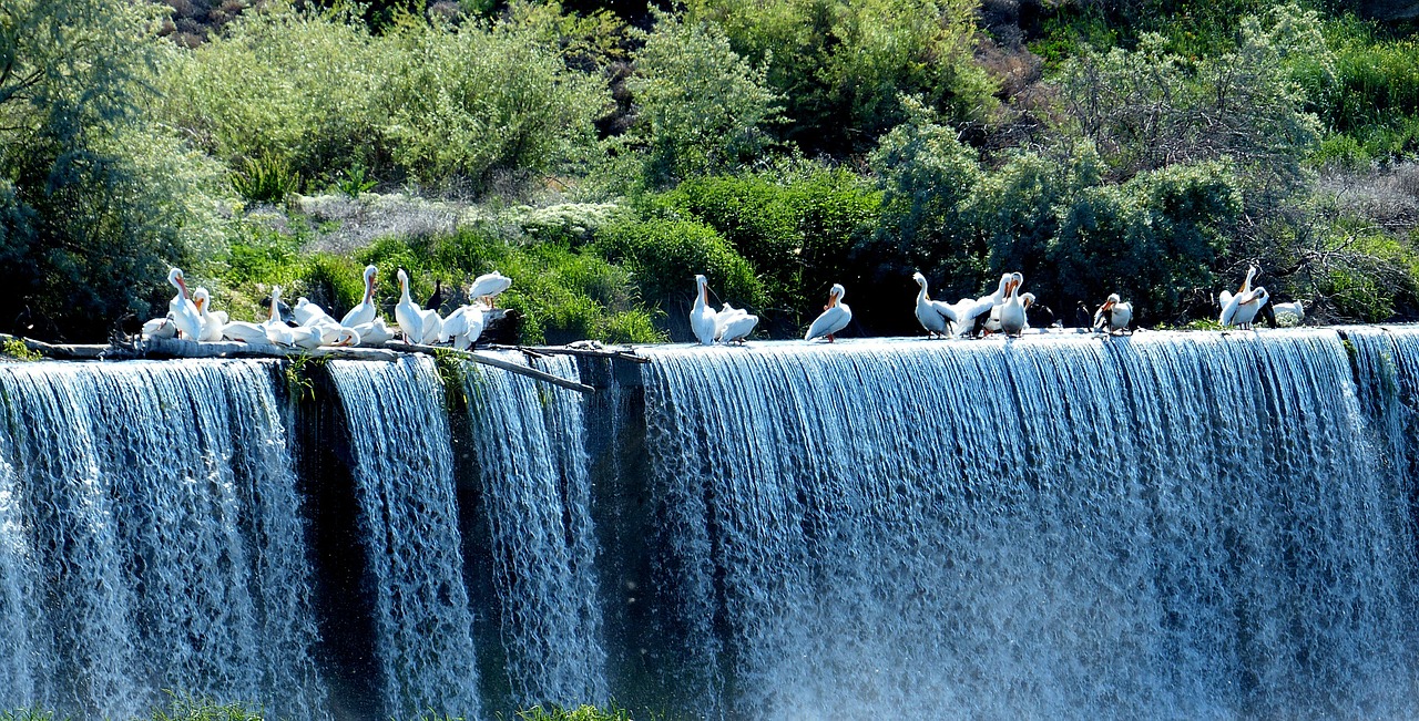 pelicans animals birds free photo