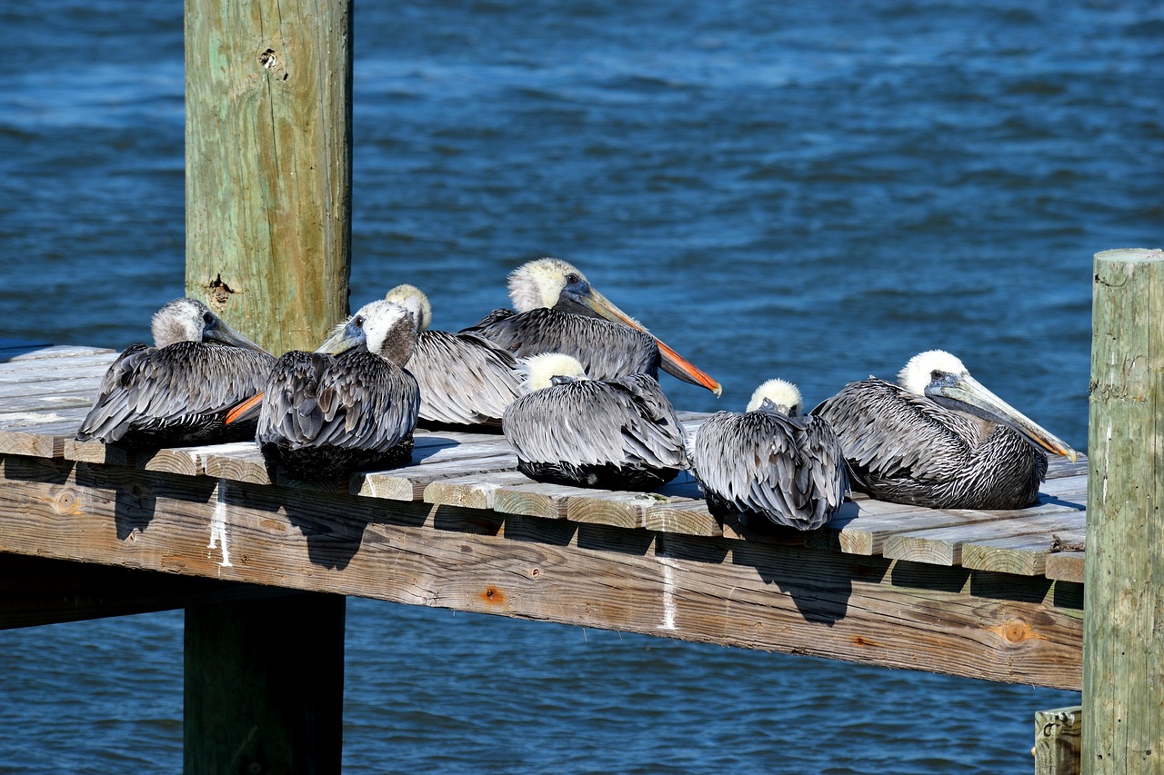 pelicans  wildlife  avian free photo