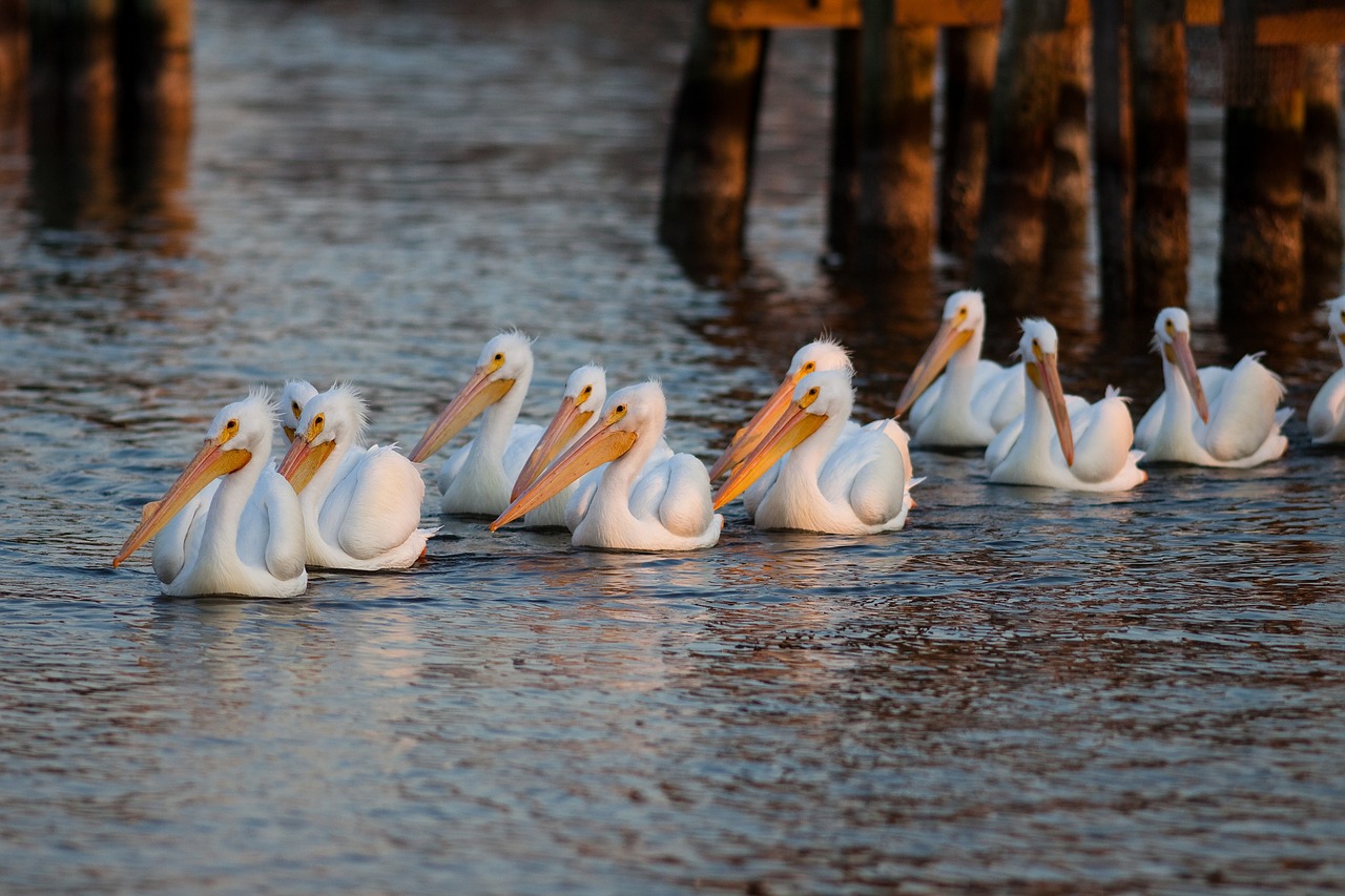 pelicans  swimming  row free photo