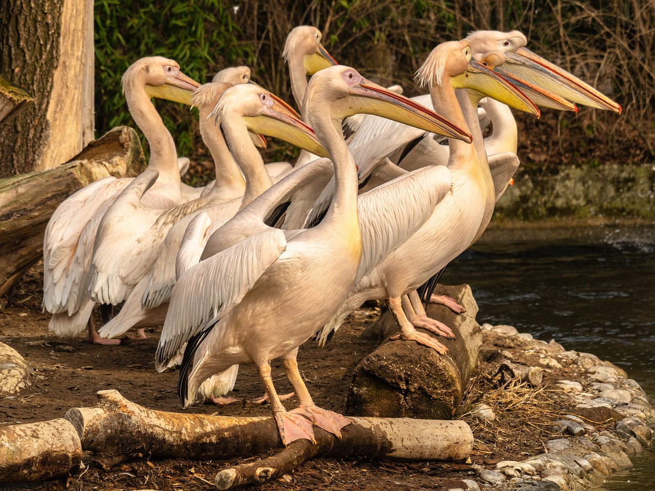 pelicans  swimming birds  bill free photo