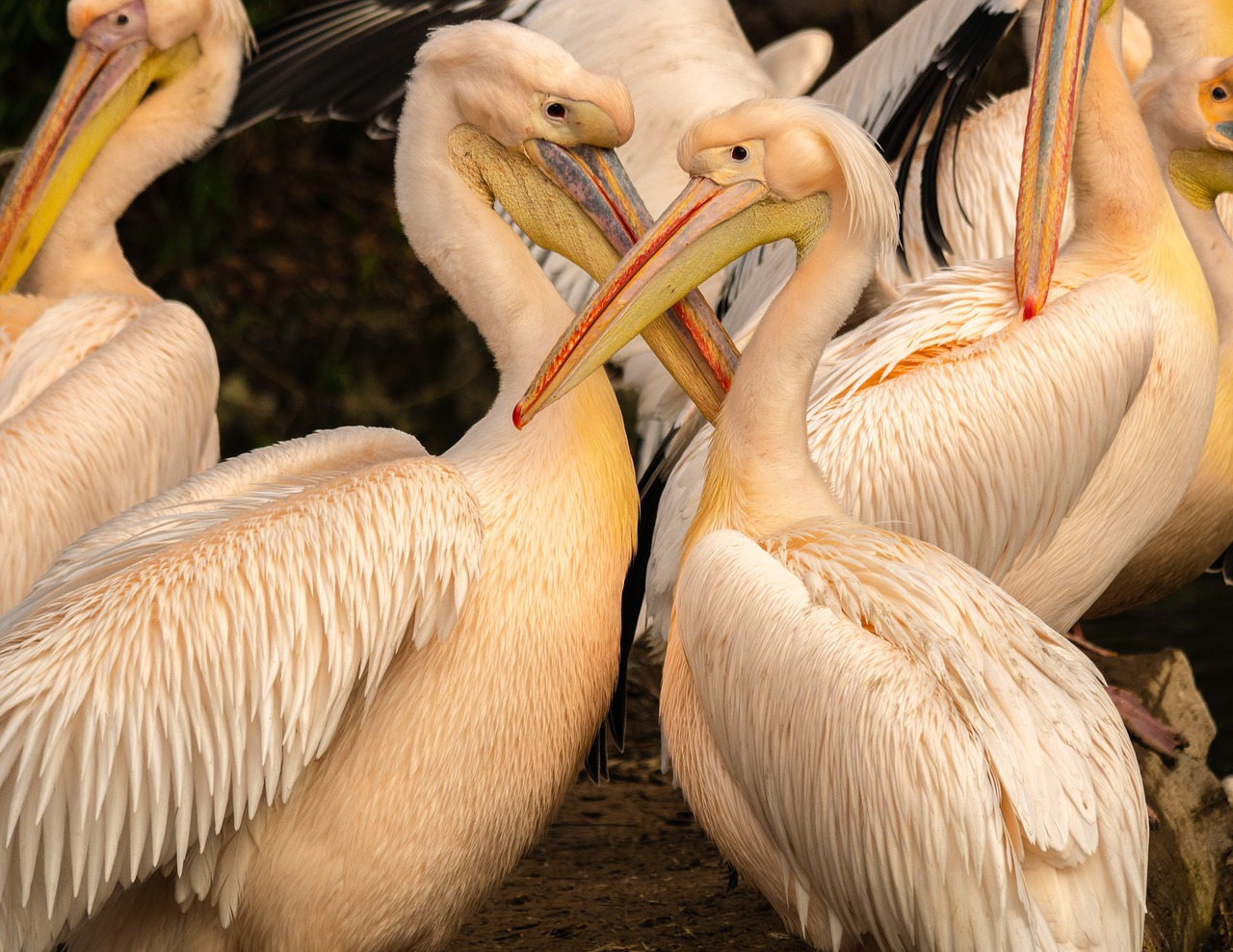 pelicans  waterfowl  plumage free photo