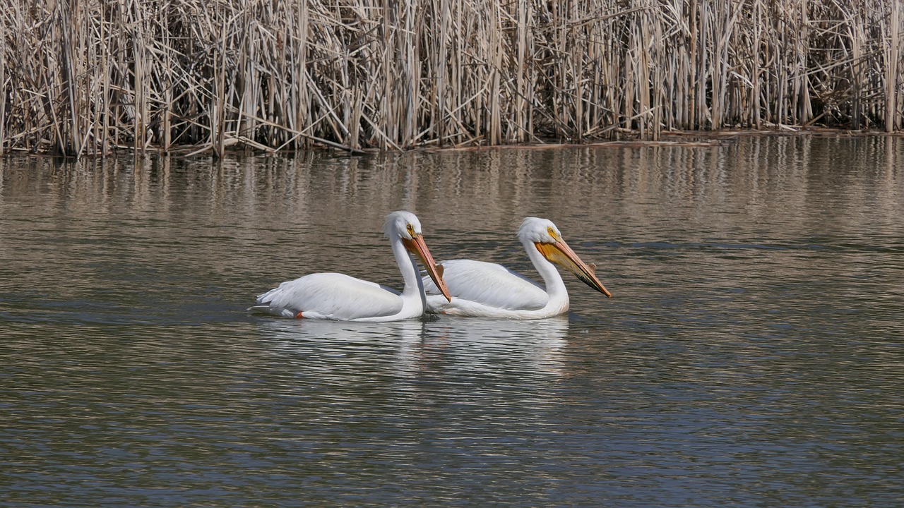 pelicans  water birds  fowl free photo