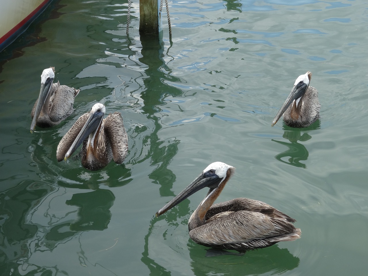 pelicans mar ocean free photo