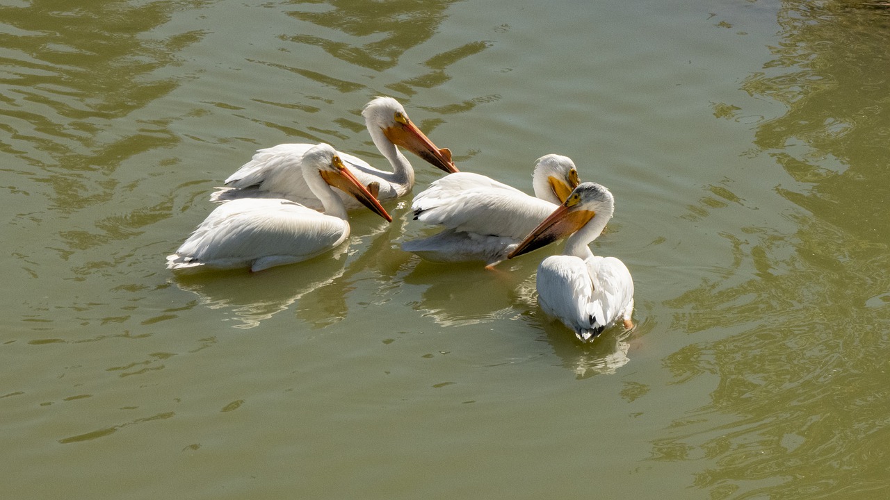 pelicans  bird  waterfowl free photo