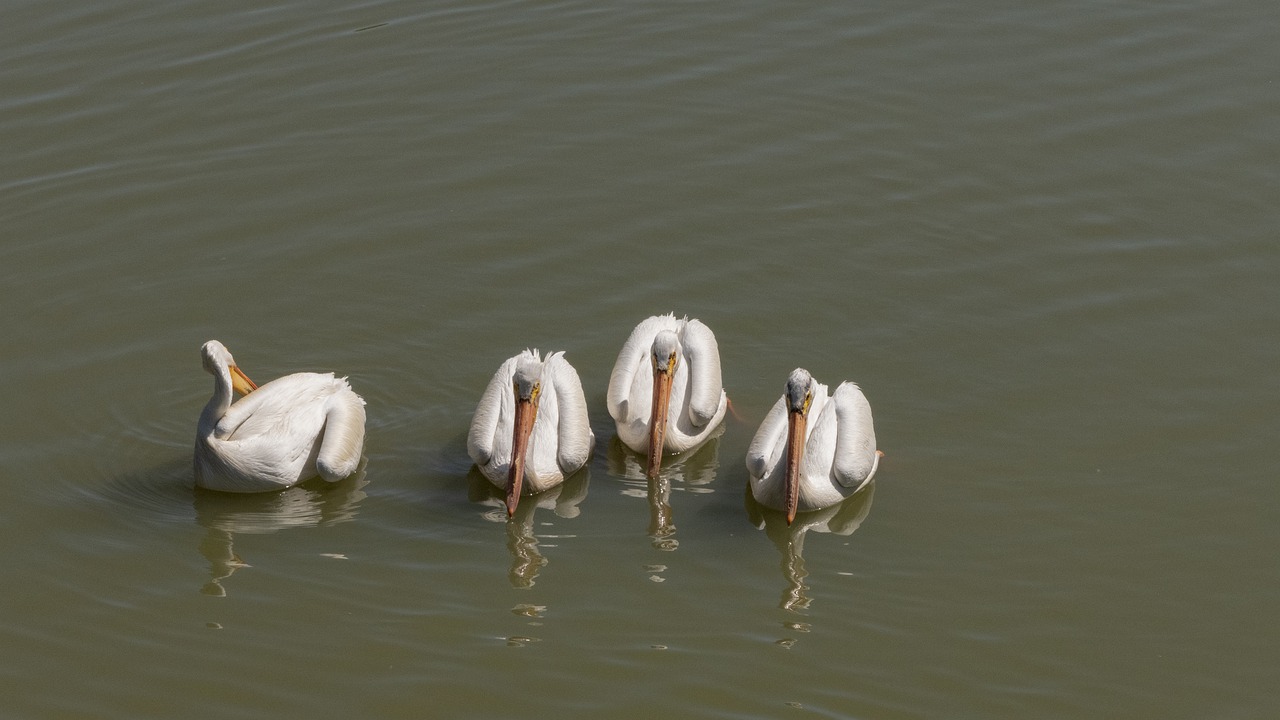 pelicans  bird  waterfowl free photo