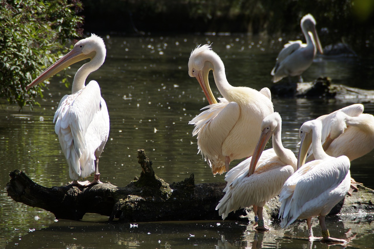 pelicans waterfowl squat free photo