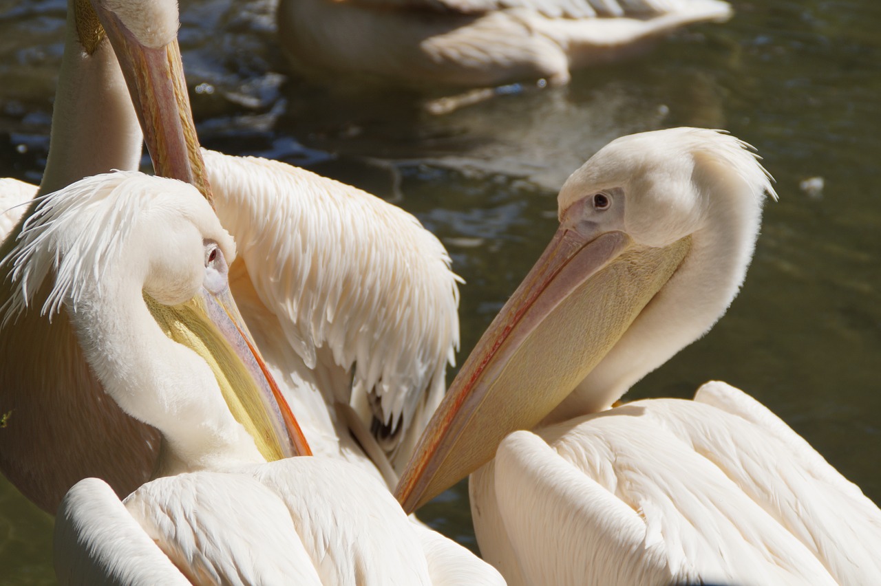 pelicans bill portrait free photo