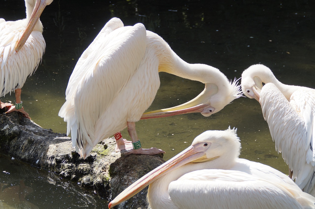 pelicans bill birds free photo