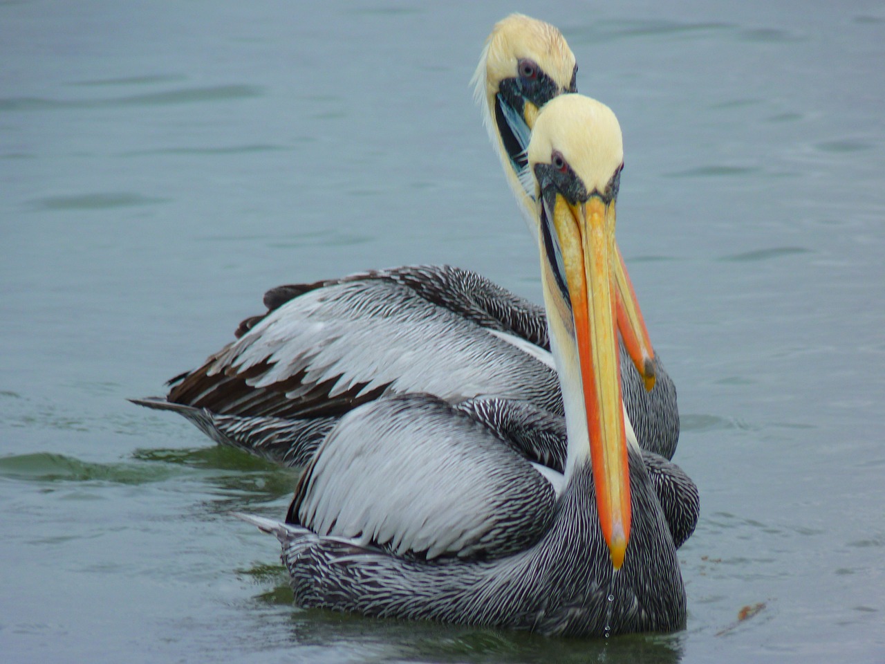 pelicans couple water free photo