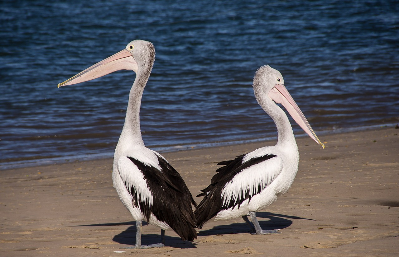 pelicans sea beach free photo
