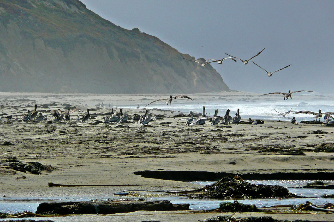 pelicans beach shoreline free photo