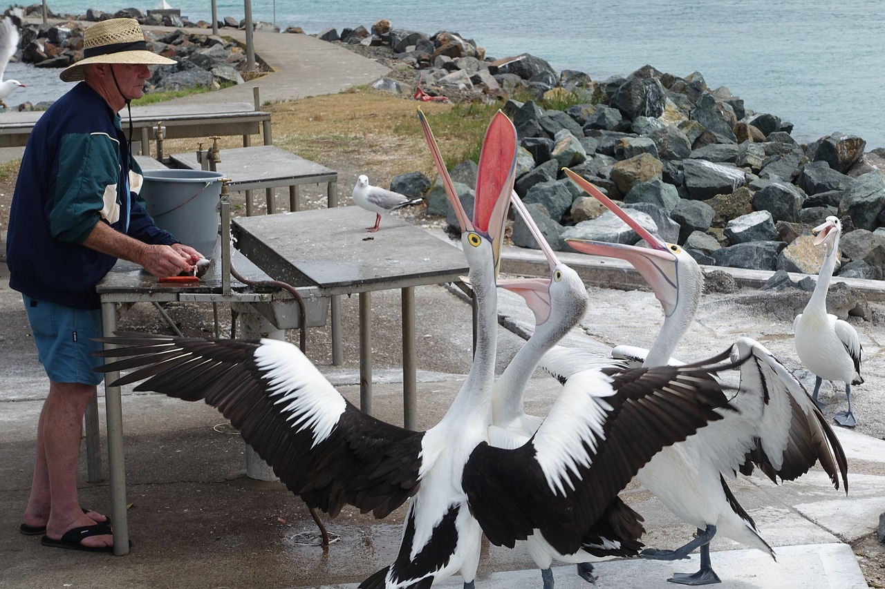 pelicans feeding natural free photo
