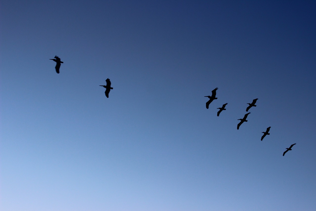pelicans flight landscapes free photo