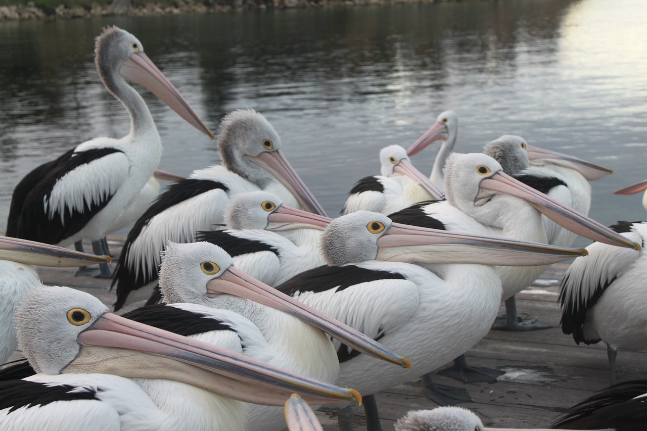 pelicans australia birds free photo