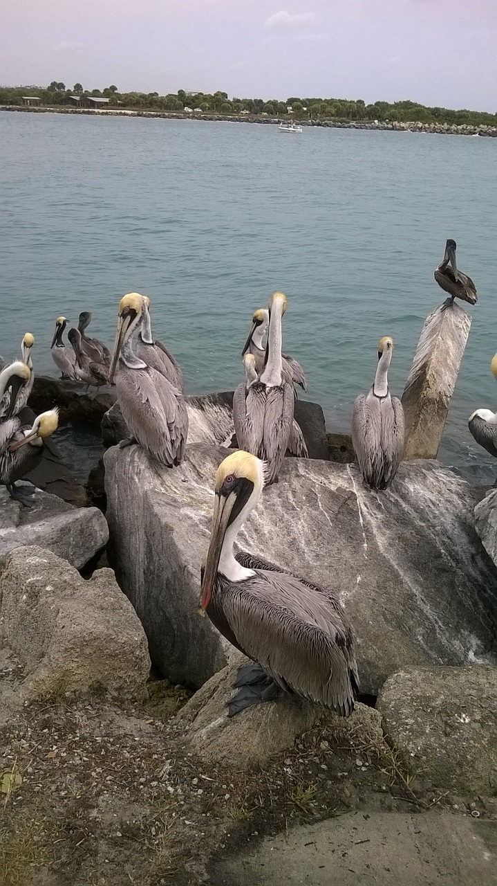 pelicans bird ocean free photo