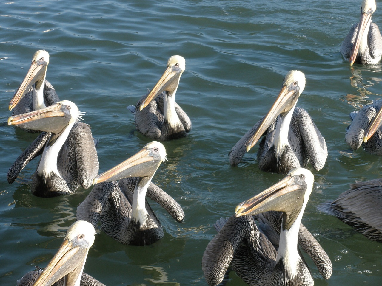 pelicans birds water free photo