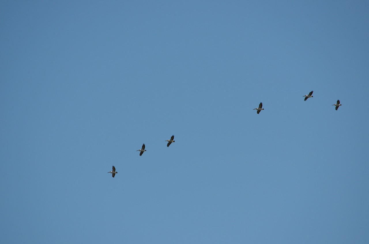 pelicans birds fly free photo