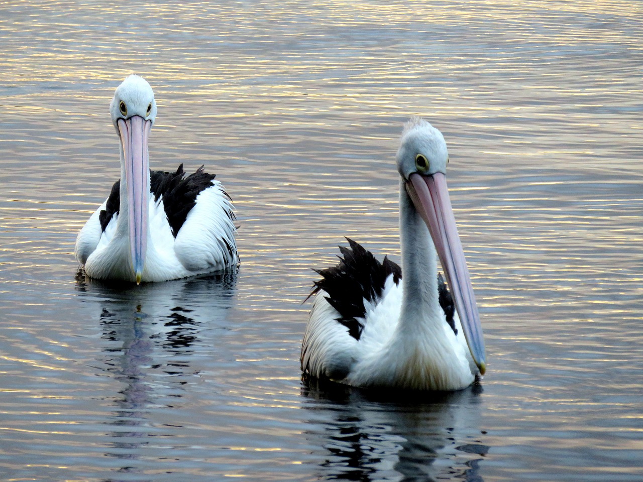 pelicans lake peaceful free photo