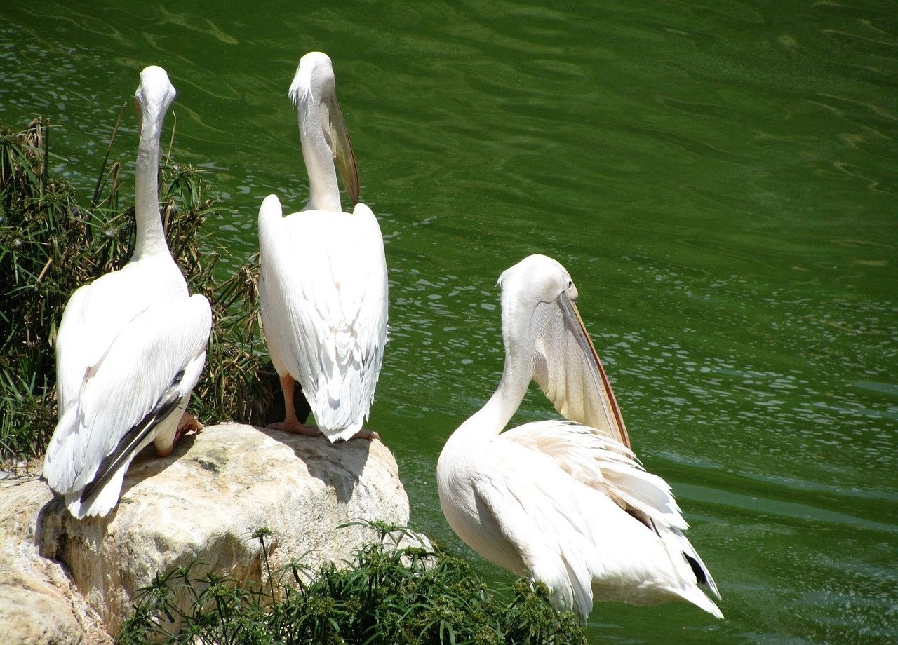 pelicans bird pelecanus free photo