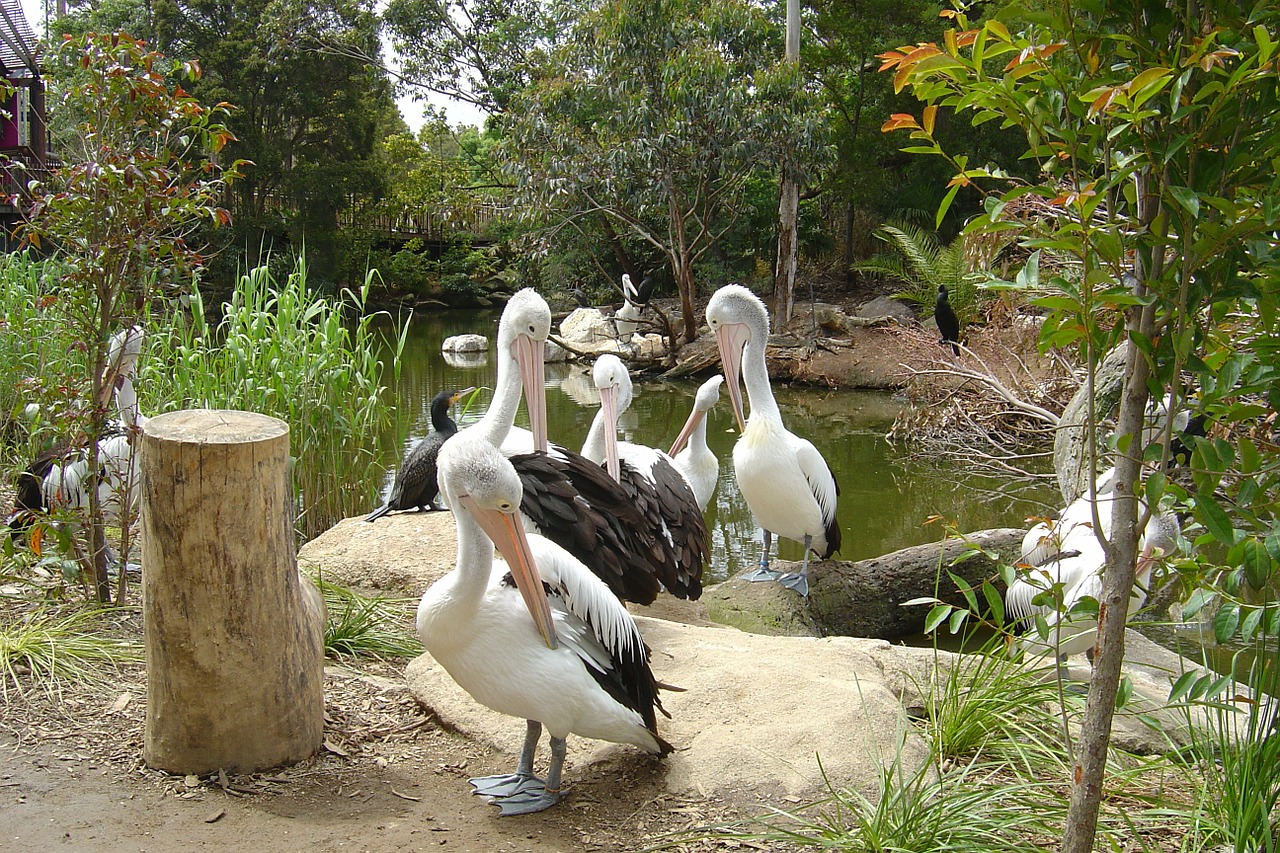 pelicans bird nature free photo