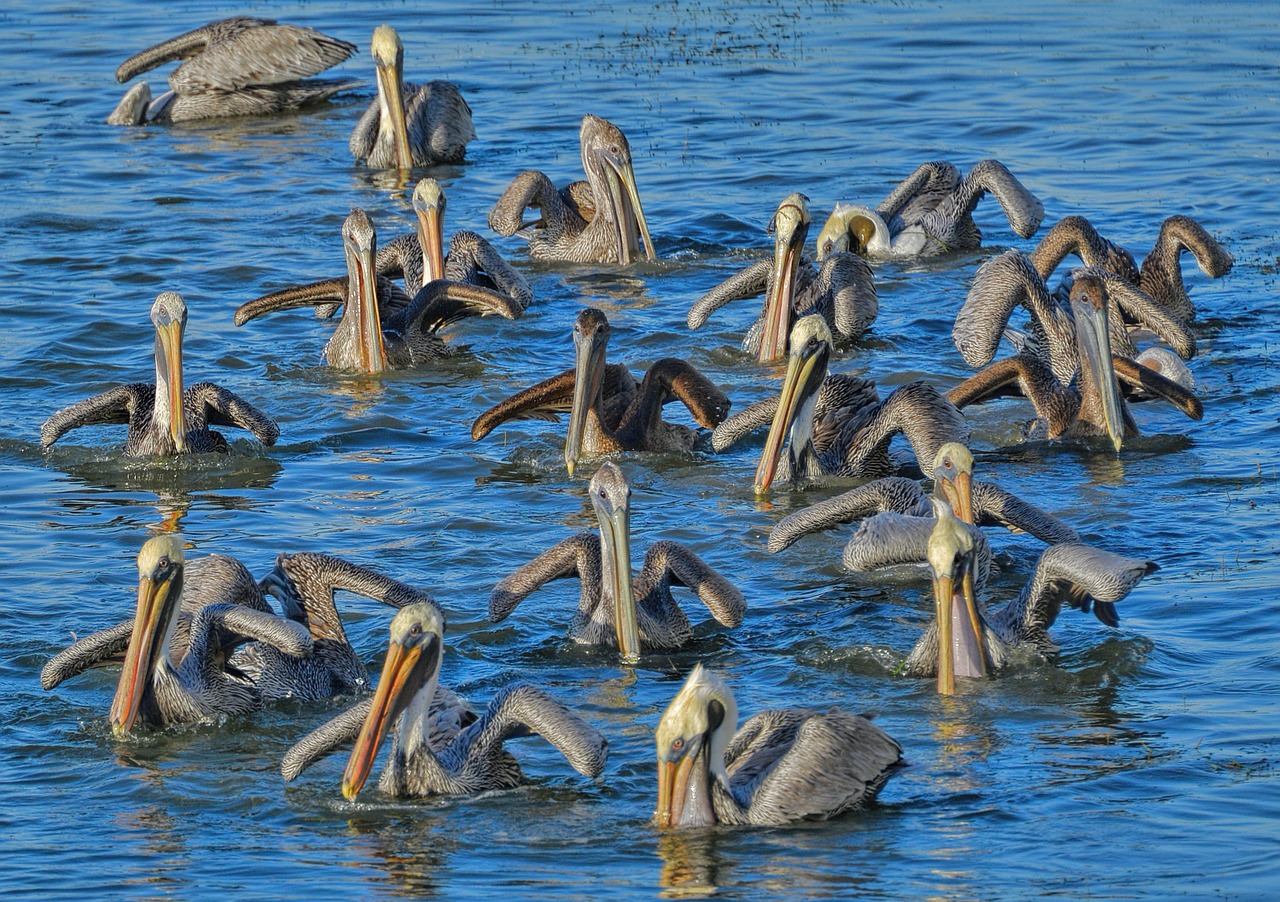 pelicans brown pelicans birds free photo
