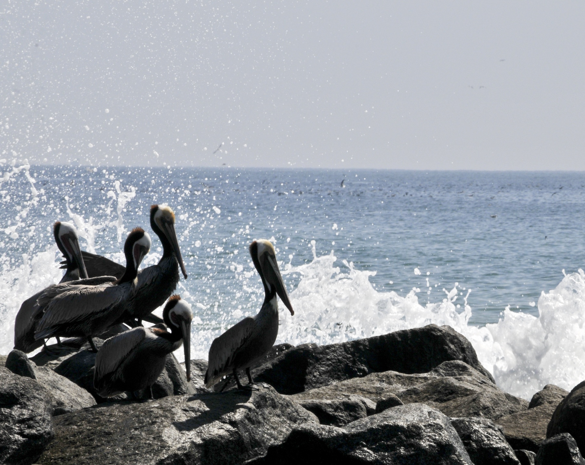 pelican pelicans bird free photo