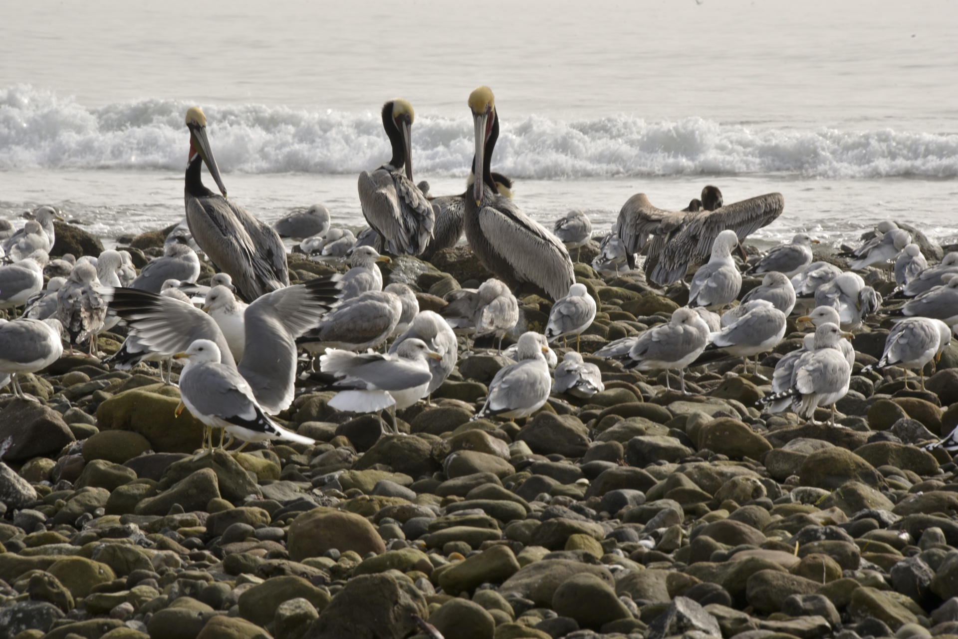 pelicans seagulls beach free photo