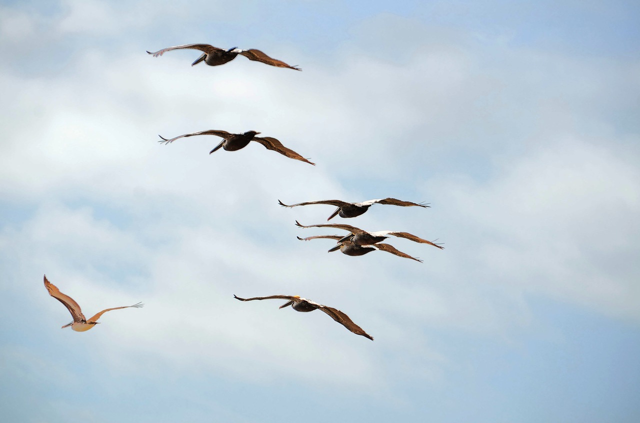 pelicans flying pelicans wildlife free photo