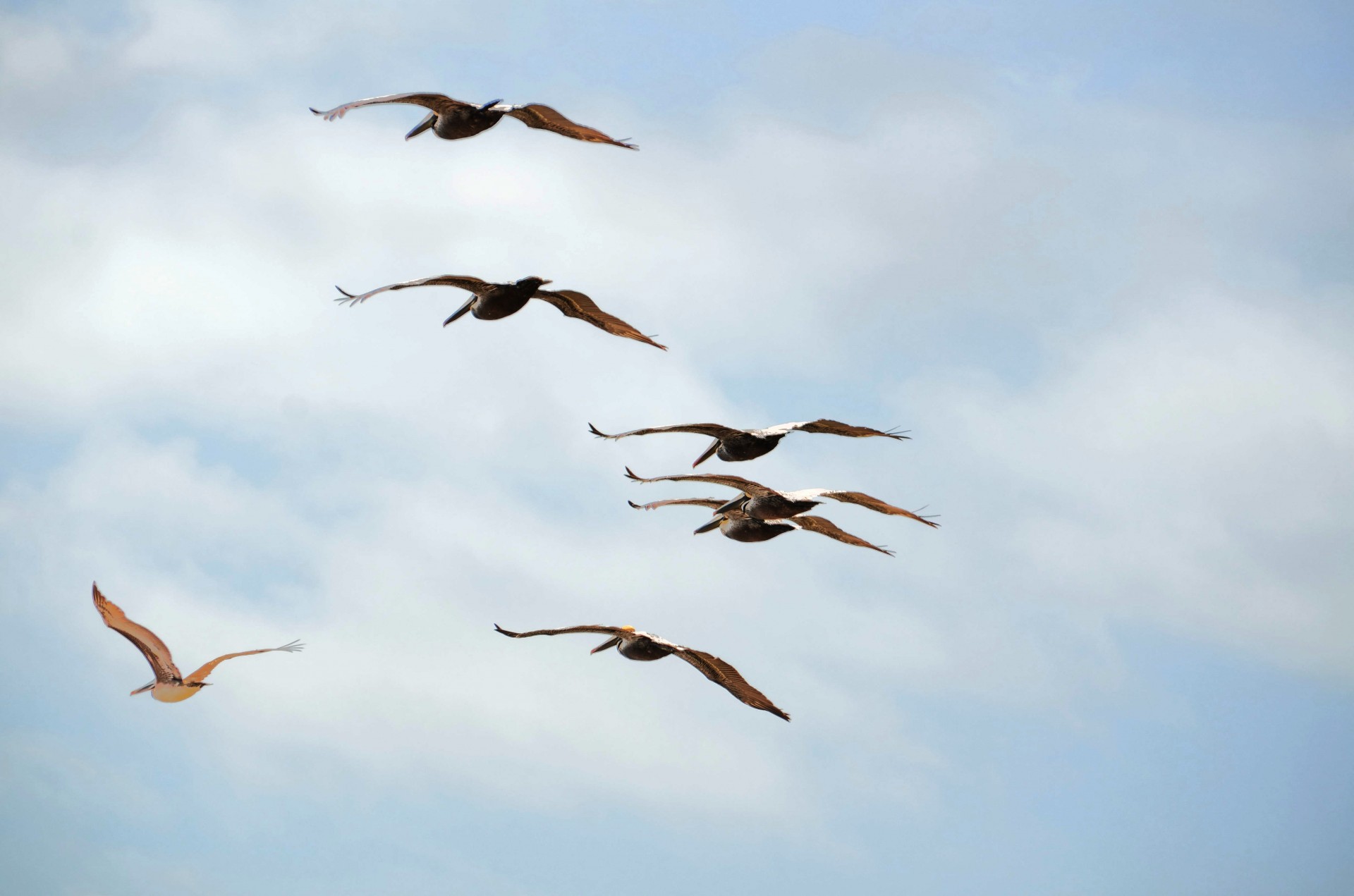 pelican flying birds free photo