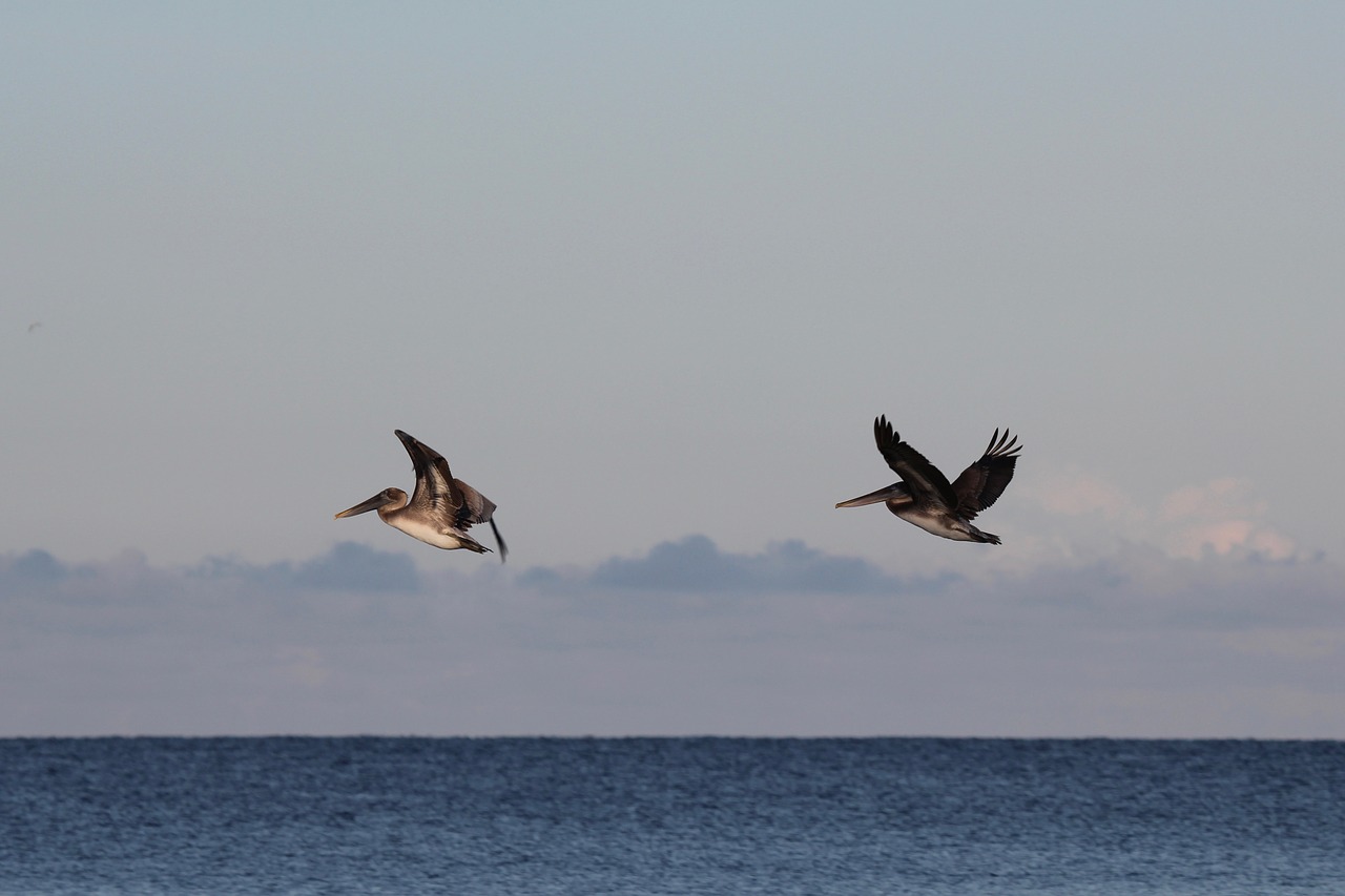 pelicans in flight gulf of mexico florida free photo