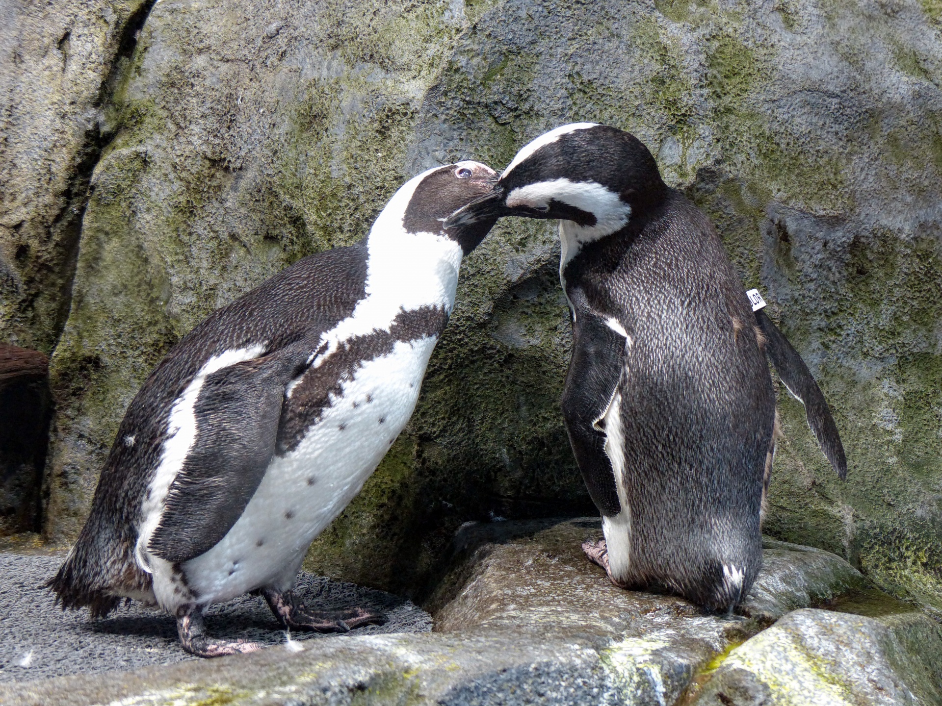 penguins penguin marine life free photo