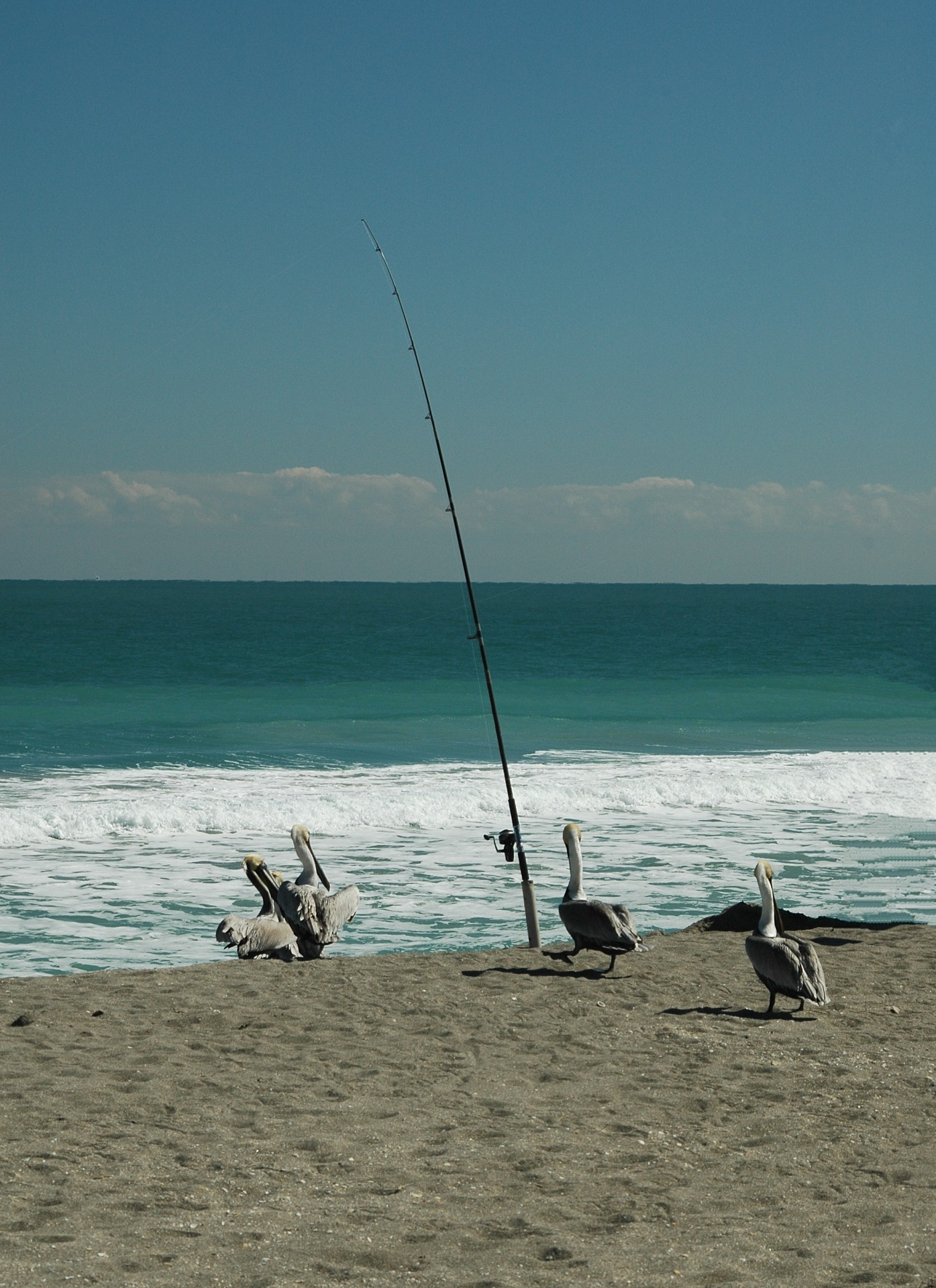 ocean surf pelicans free photo