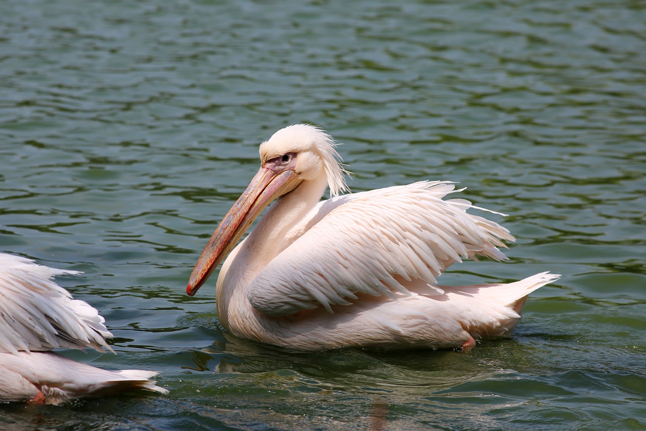 pelicans swimming in lake bird giant free photo