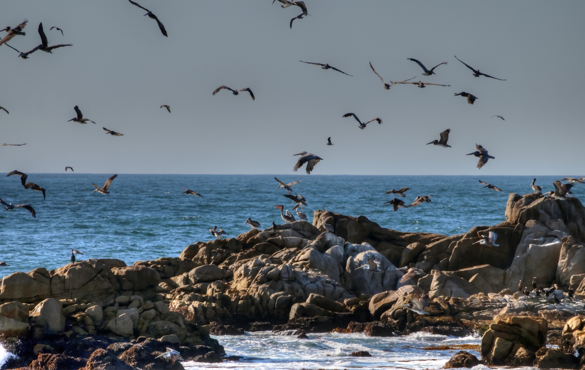 pelican pelicans marine life free photo