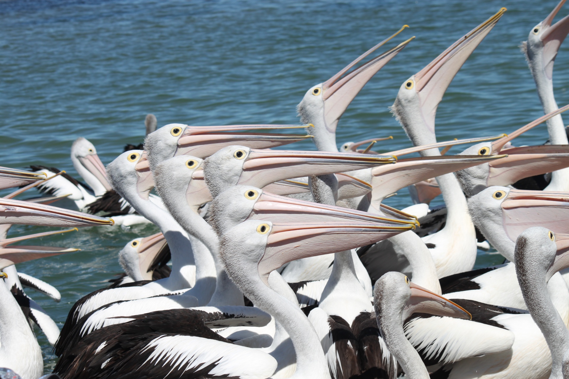 pelicans waiting fed free photo