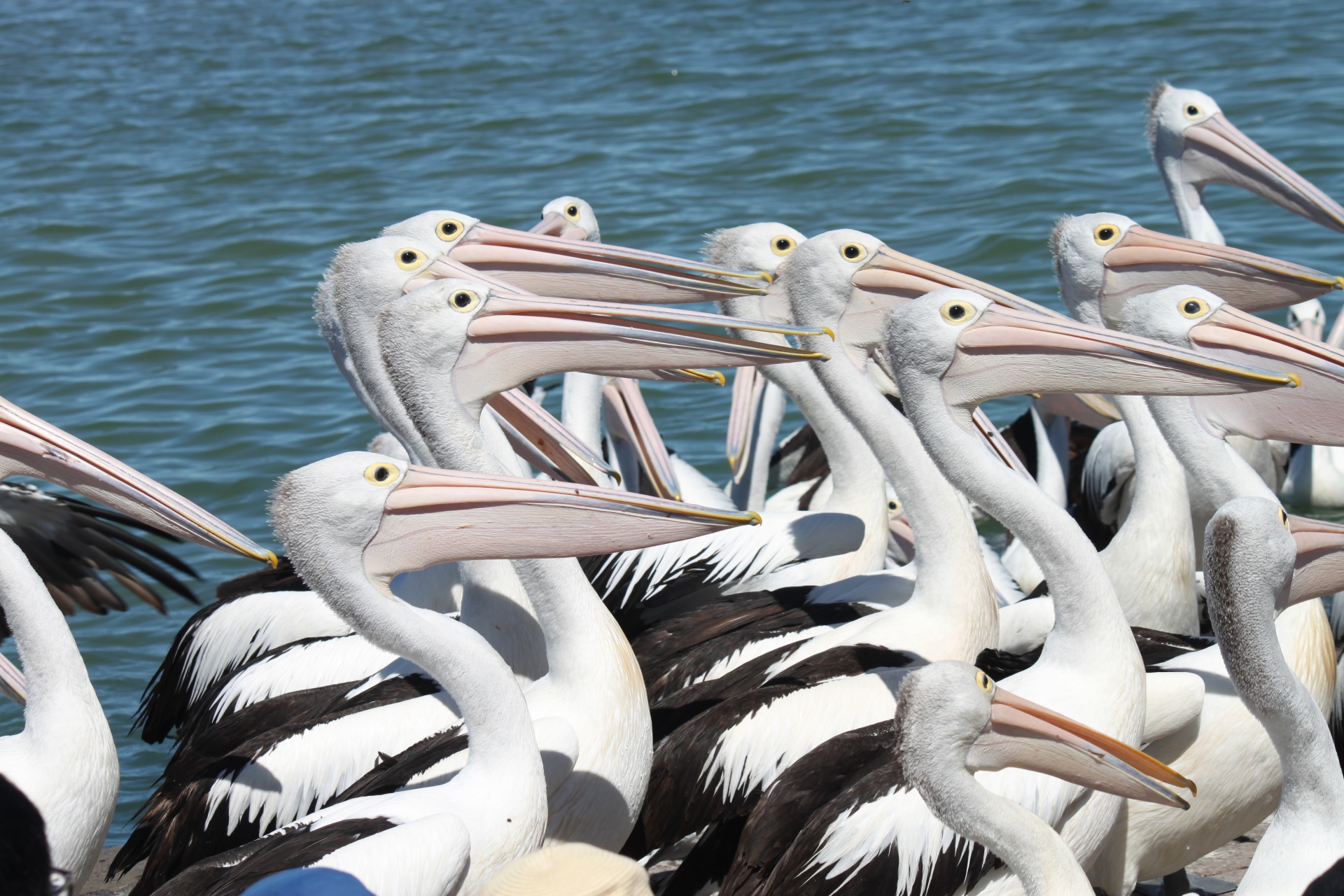 pelicans waiting fed free photo