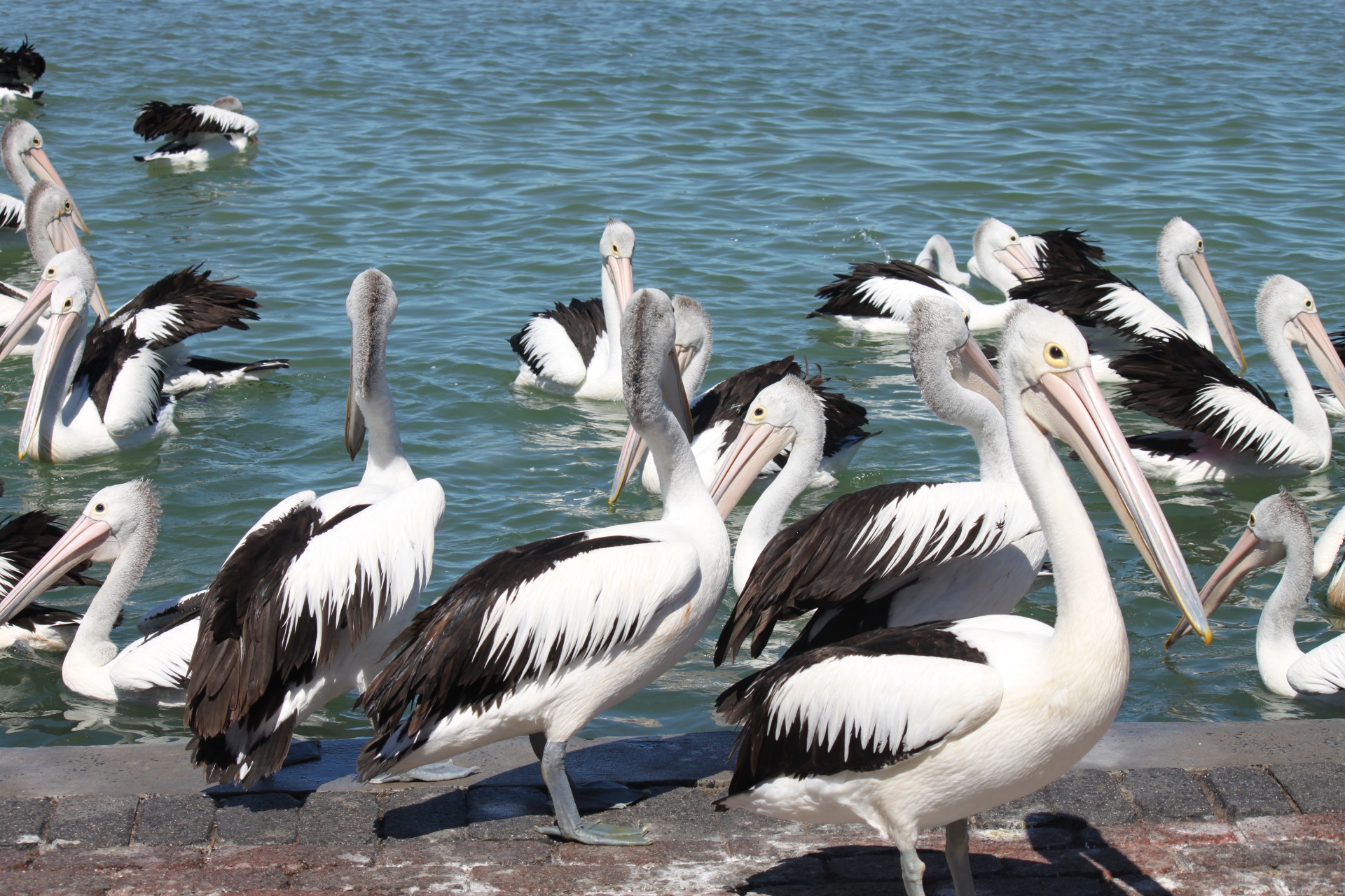 pelicans waiting fed free photo