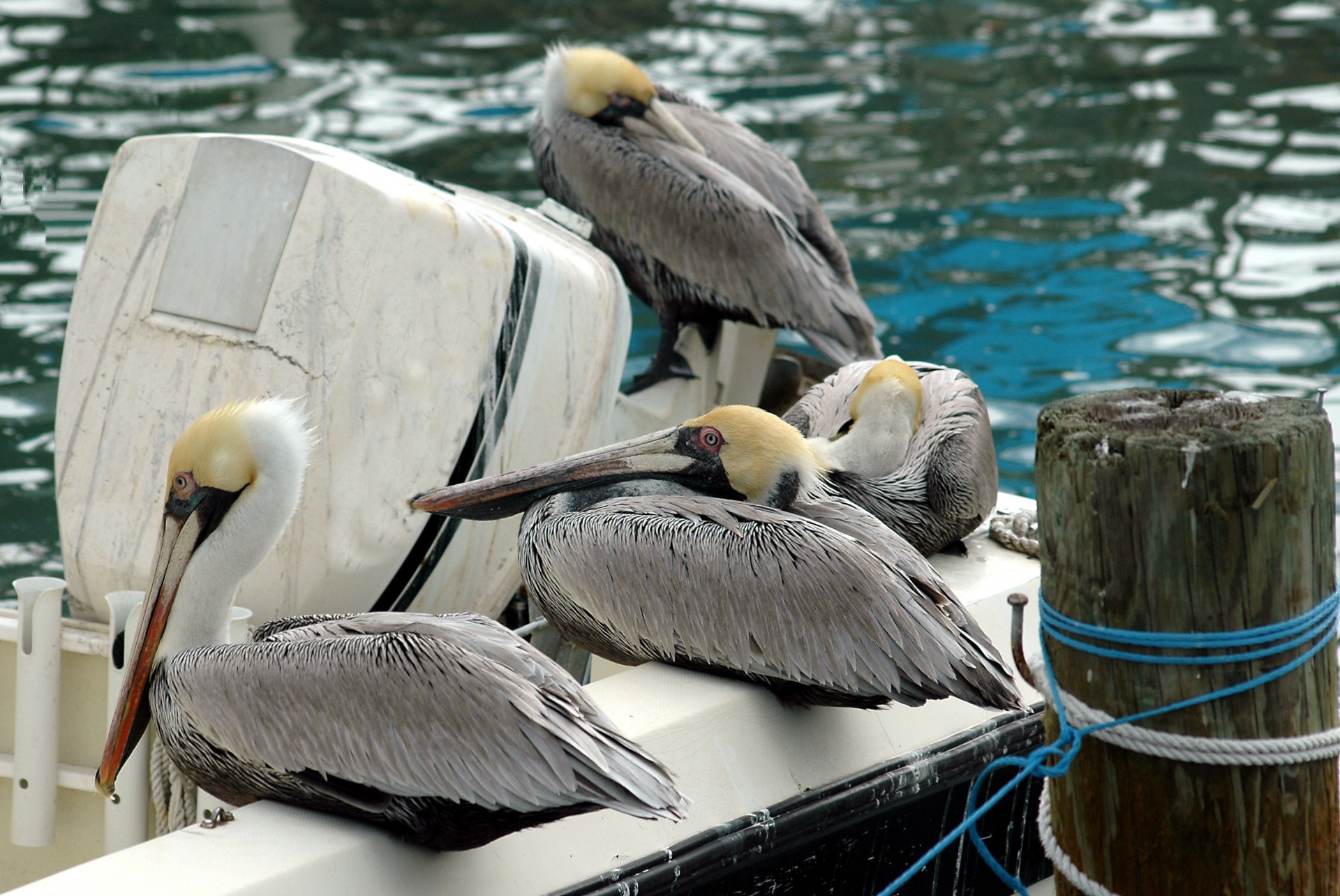 pelicans avian birds free photo